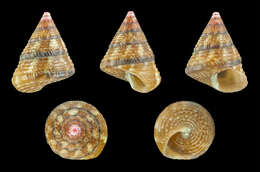 Image of exasperating top shell