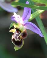 Image of Woodcock bee-orchid
