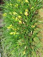 Image of Tiger orchids