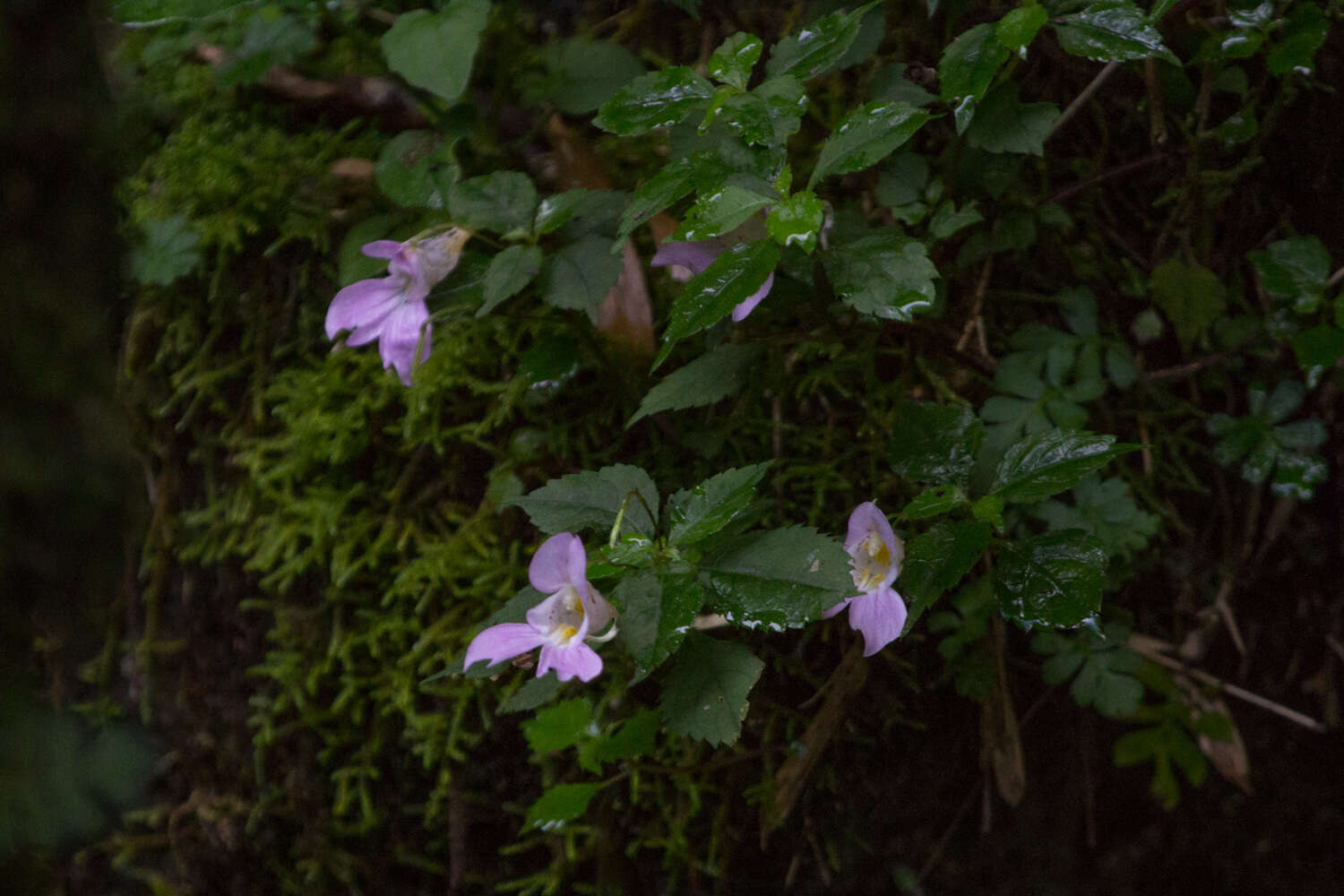 Impatiens uniflora Hayata resmi