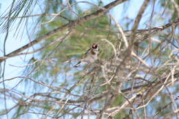 Image of European Goldfinch