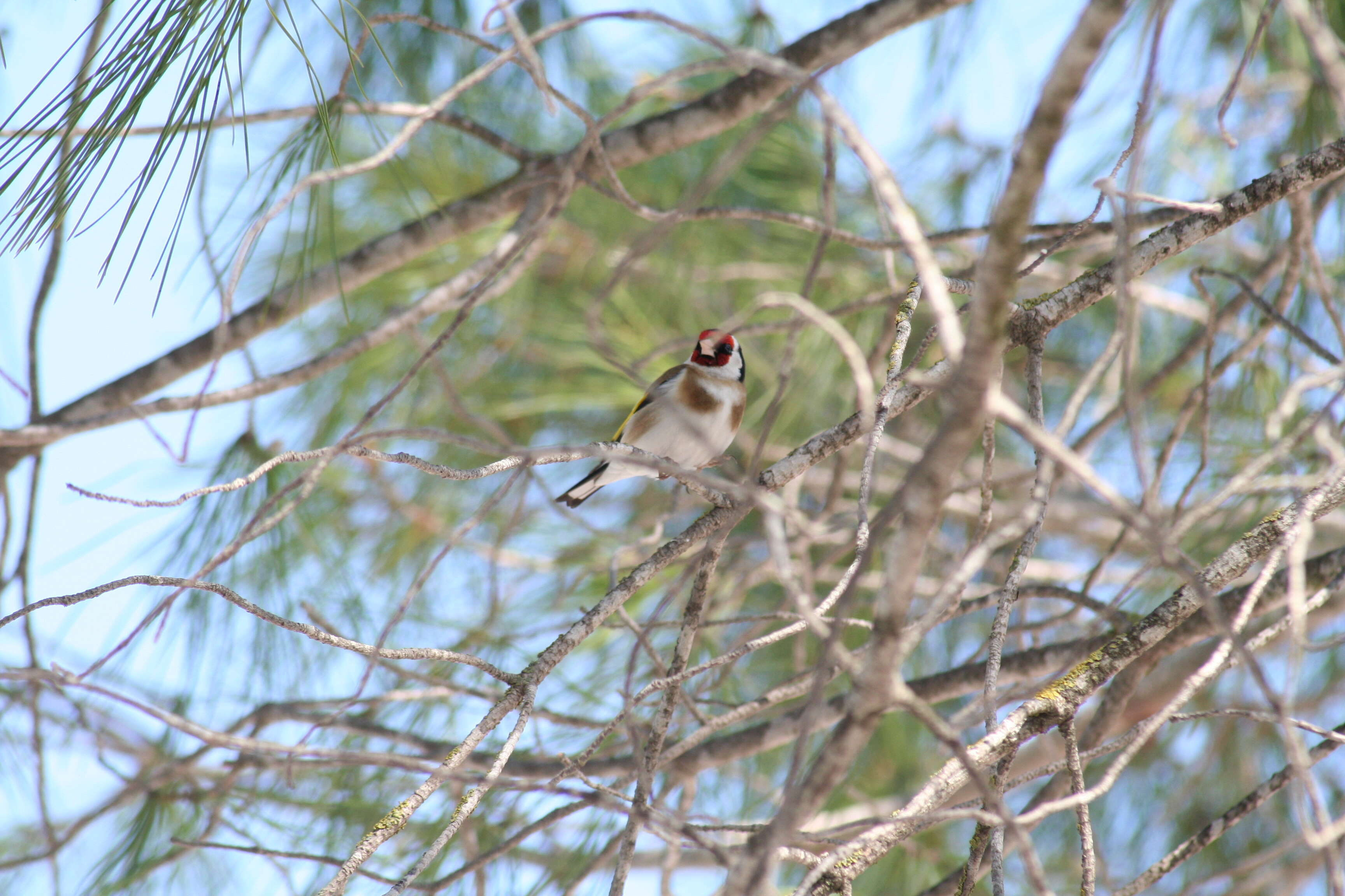 Image of European Goldfinch