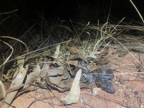 Image of Northern death adder