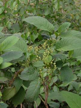 Imagem de Tournefortia elongata D. N. Gibson