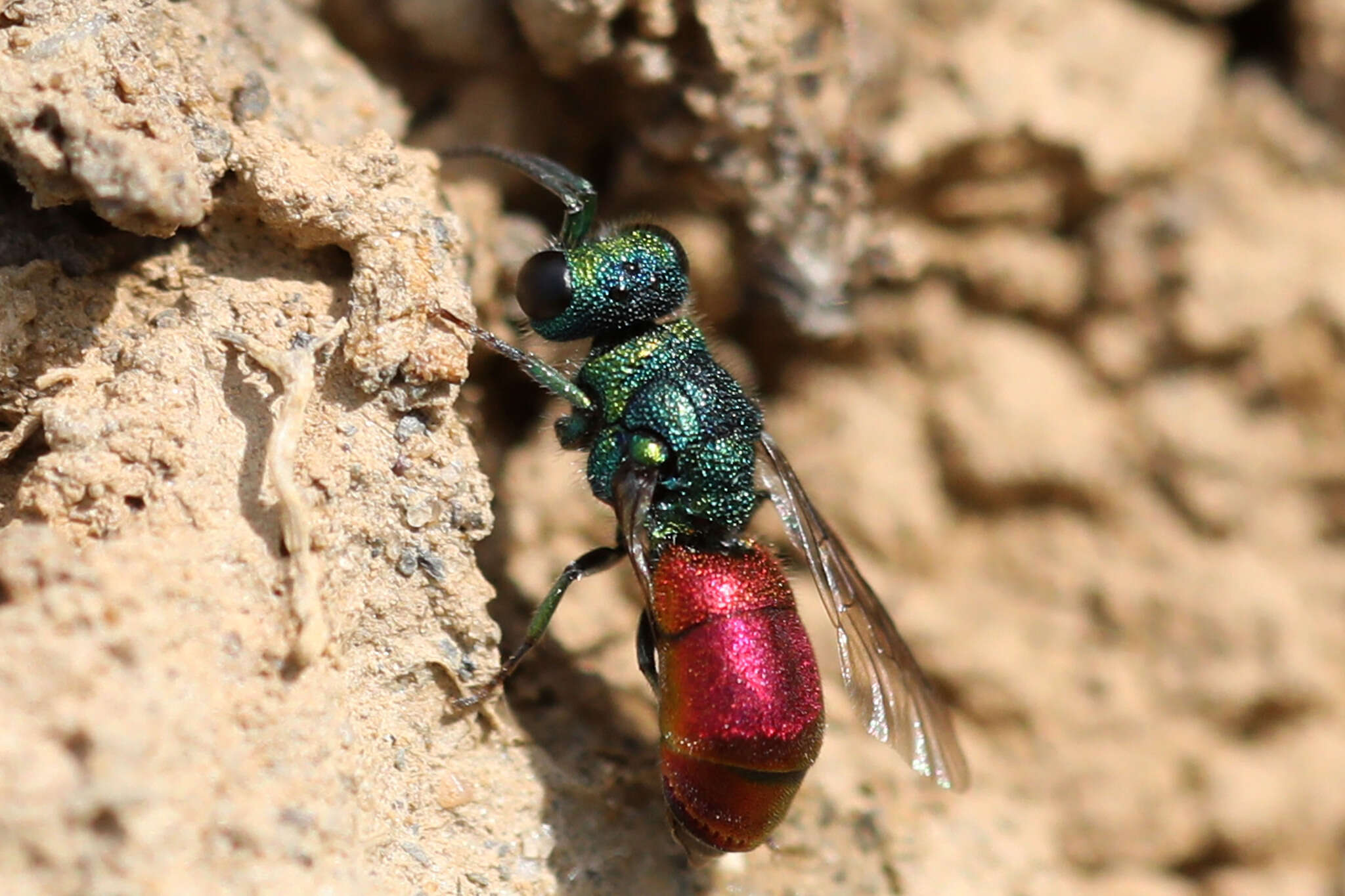 Image of <i>Pseudochrysis neglecta</i>