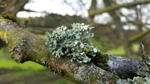 Image of Cartilage lichen