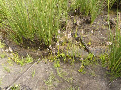 Image of Satyrium rhynchanthum Bolus