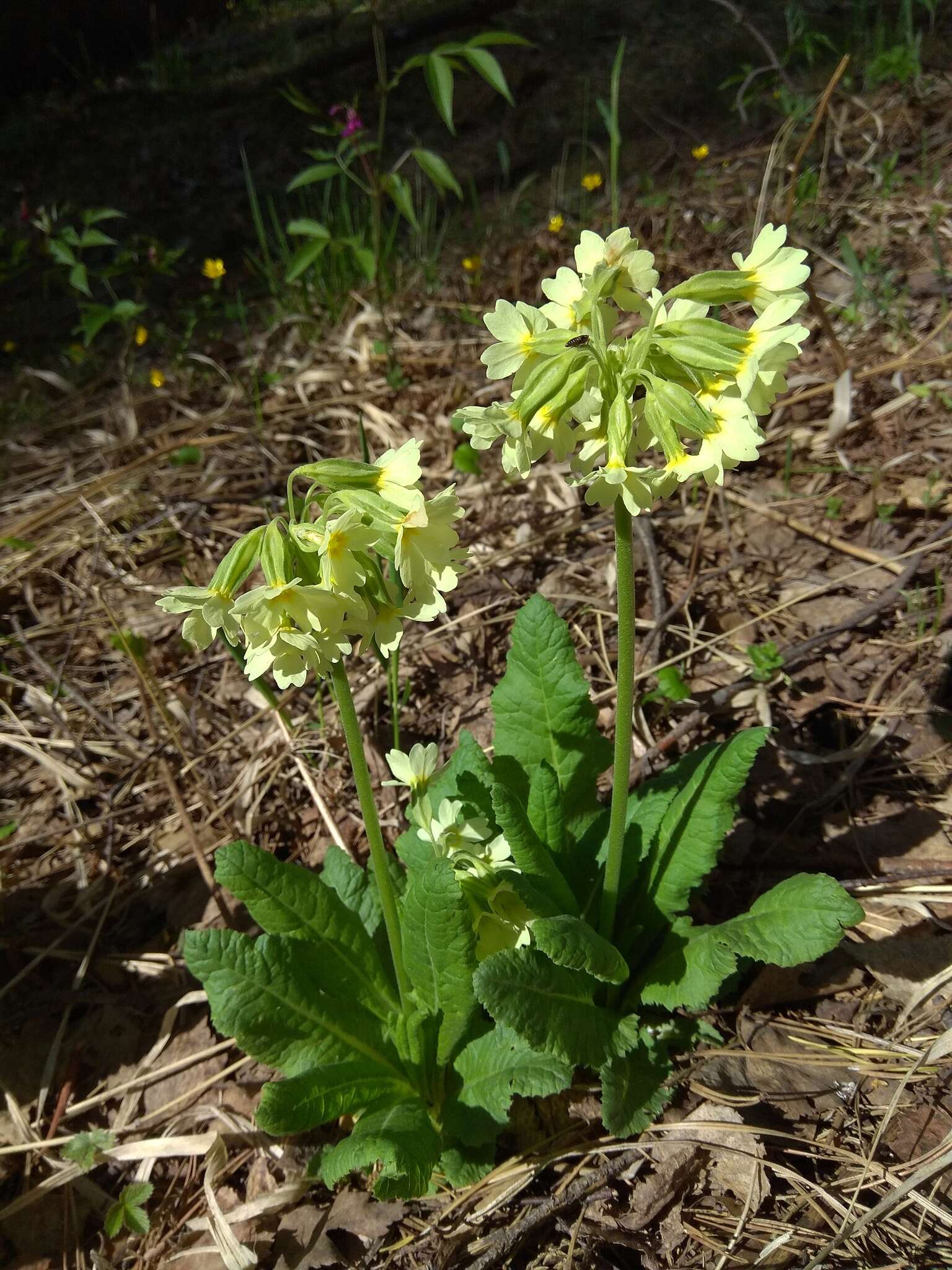 Image of Primula elatior subsp. pallasii (Lehm.) W. W. Sm. & Forrest