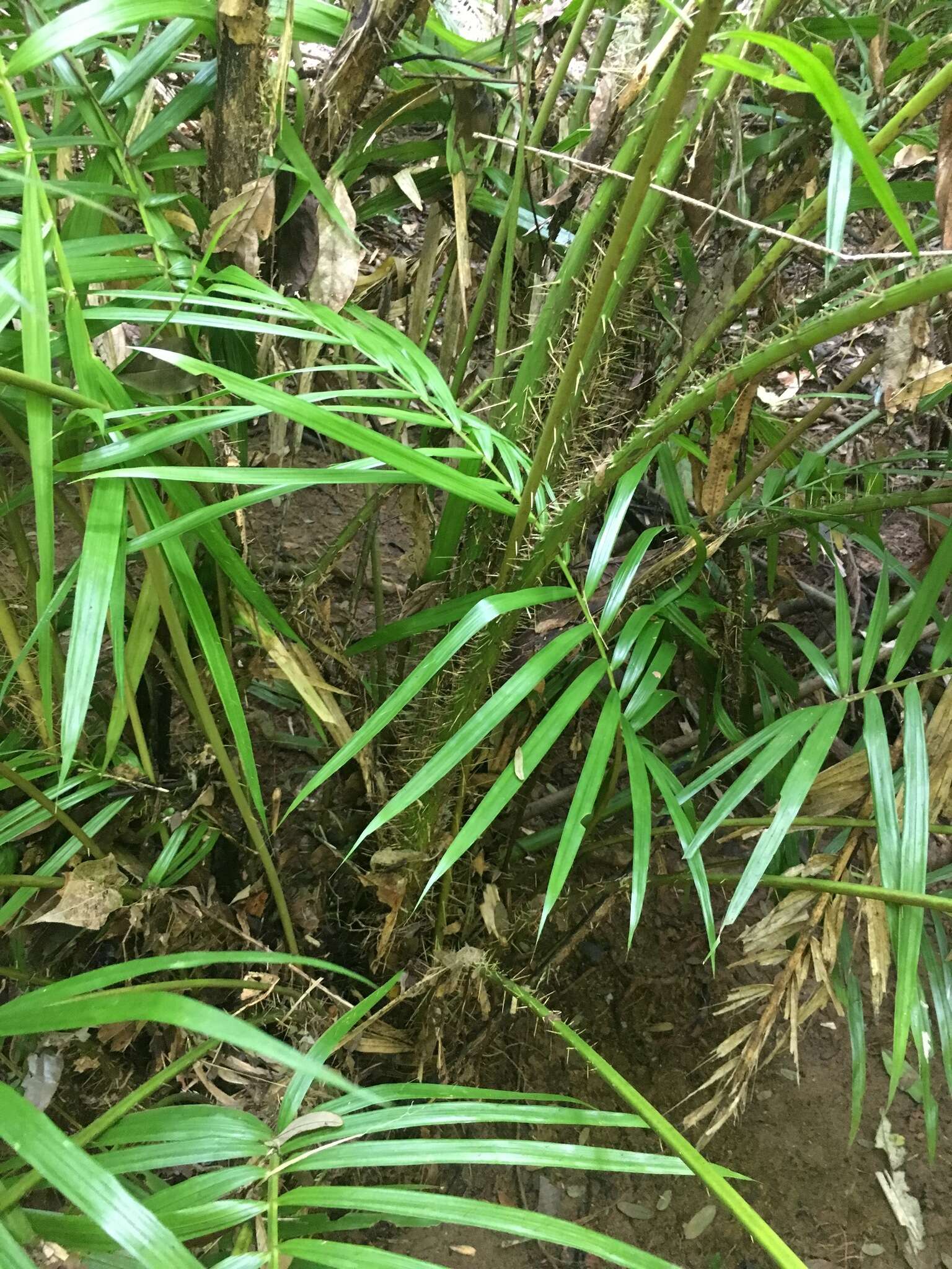 Plancia ëd Calamus radicalis H. Wendl. & Drude