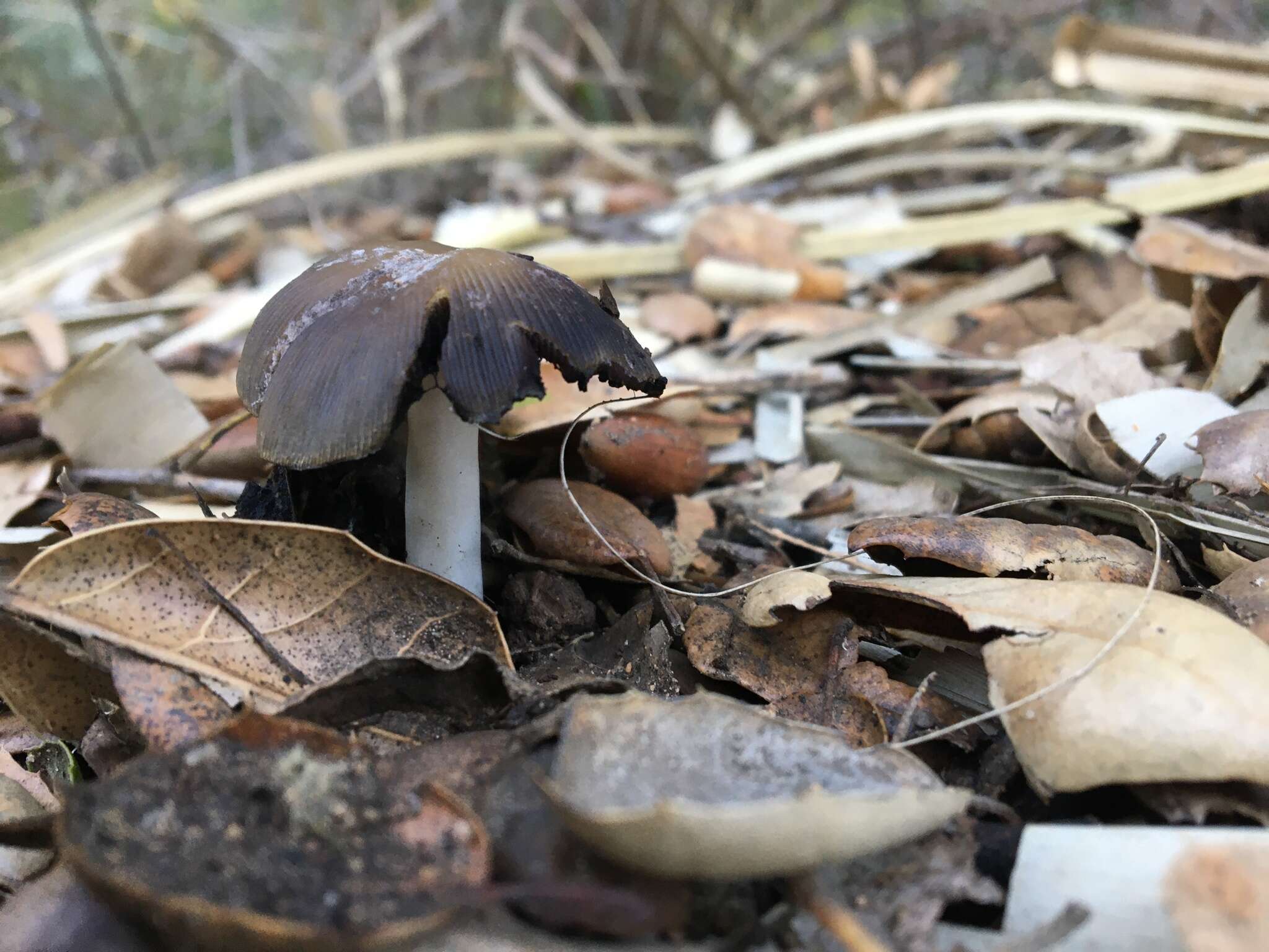 Image de Coprinellus bipellis (Romagn.) P. Roux, Guy García & Borgarino 2006