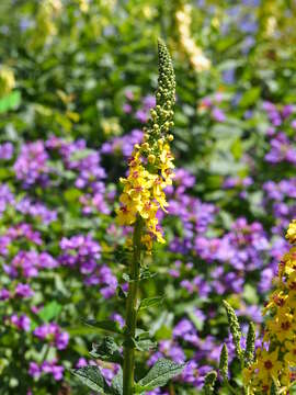 Image of Great Mullein