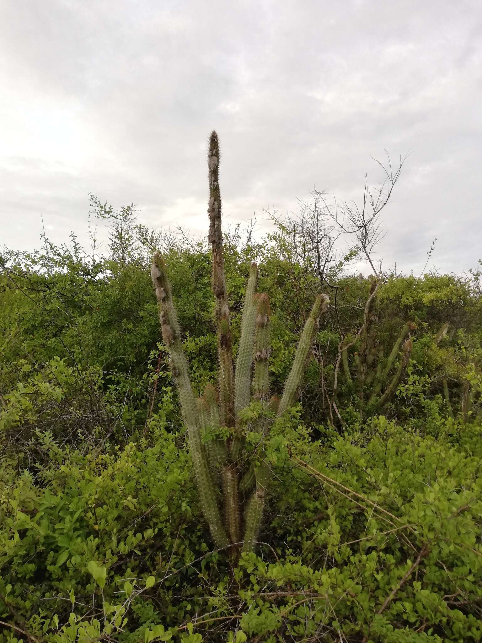 Image of Pilosocereus collinsii (Britton & Rose) Byles & G. D. Rowley