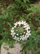 Image of Lysimachia pentapetala Bunge