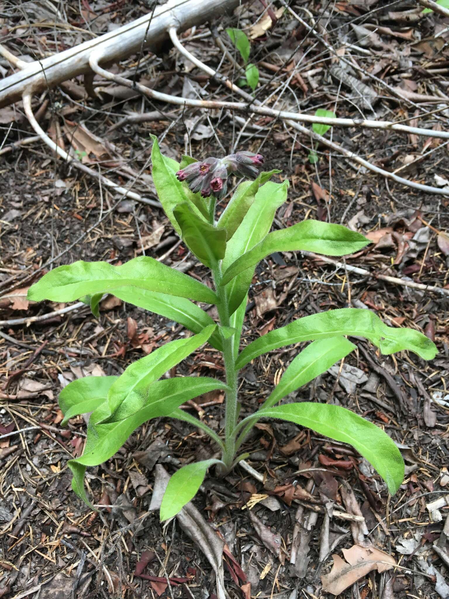 Plancia ëd Andersonglossum occidentale (A. Gray) J. I. Cohen