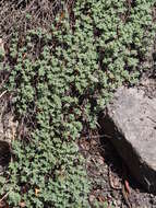 Image of creeping thyme