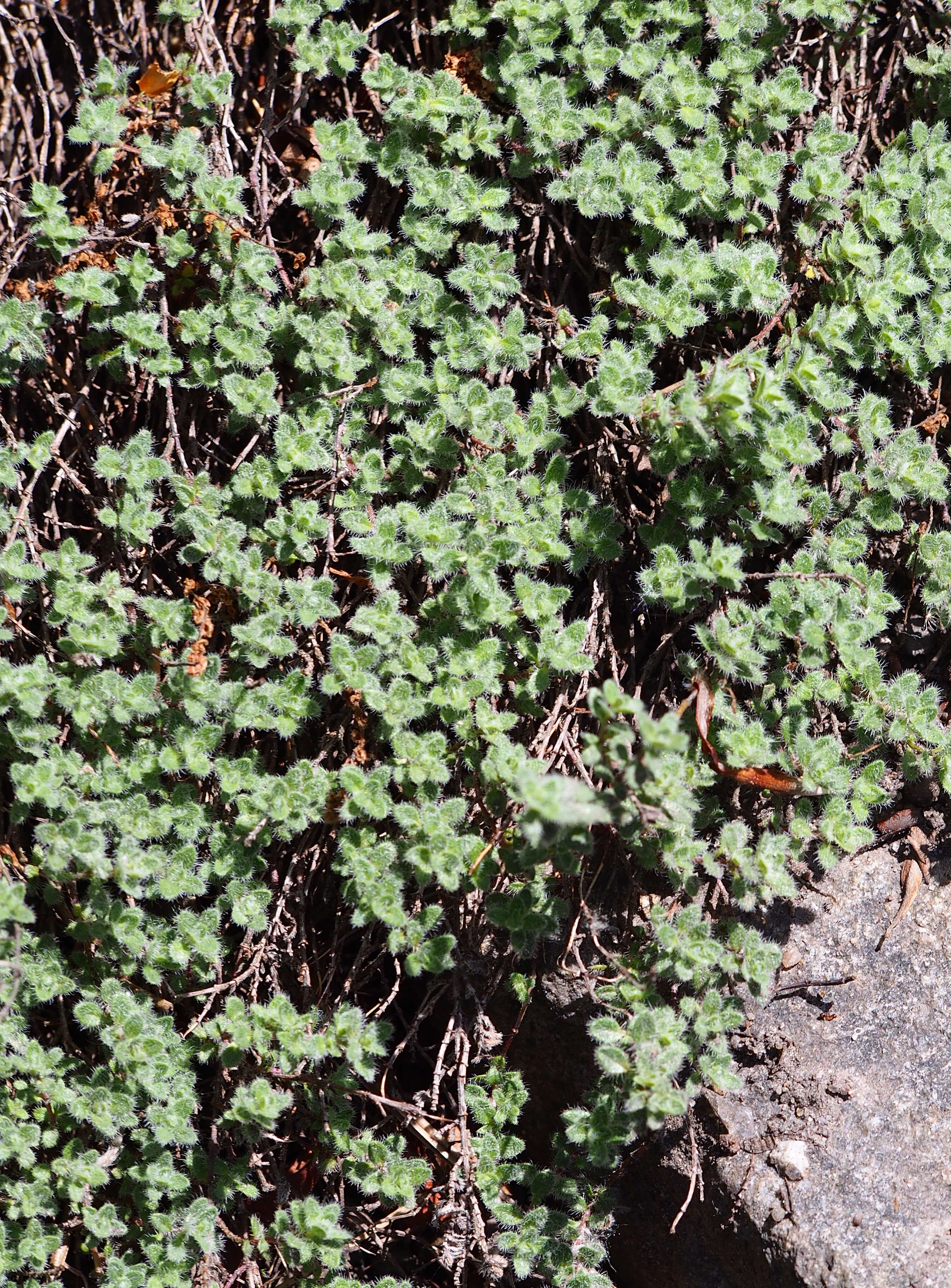 Image of creeping thyme