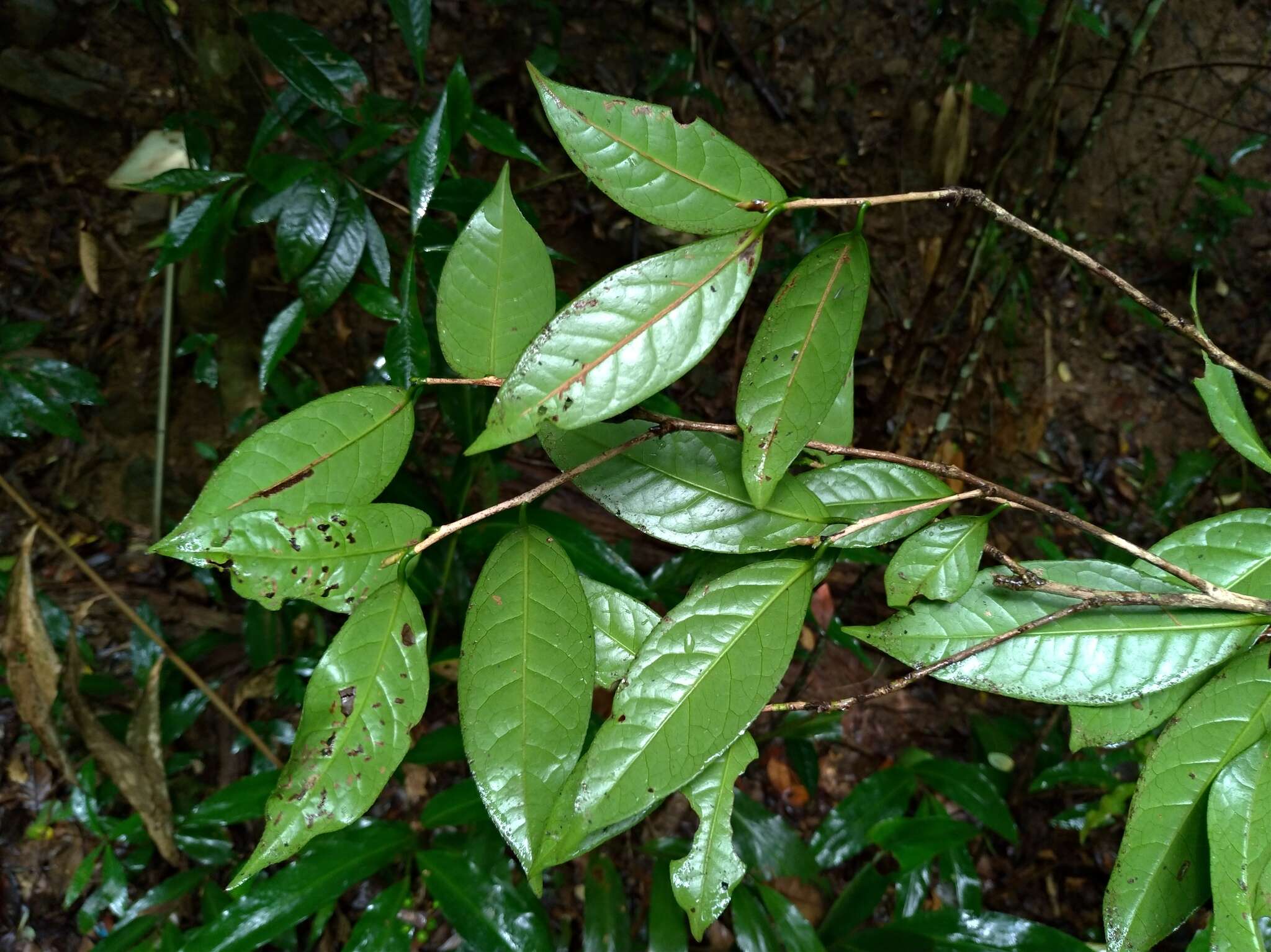 Image of Camellia furfuracea (Merr.) Cohen-Stuart