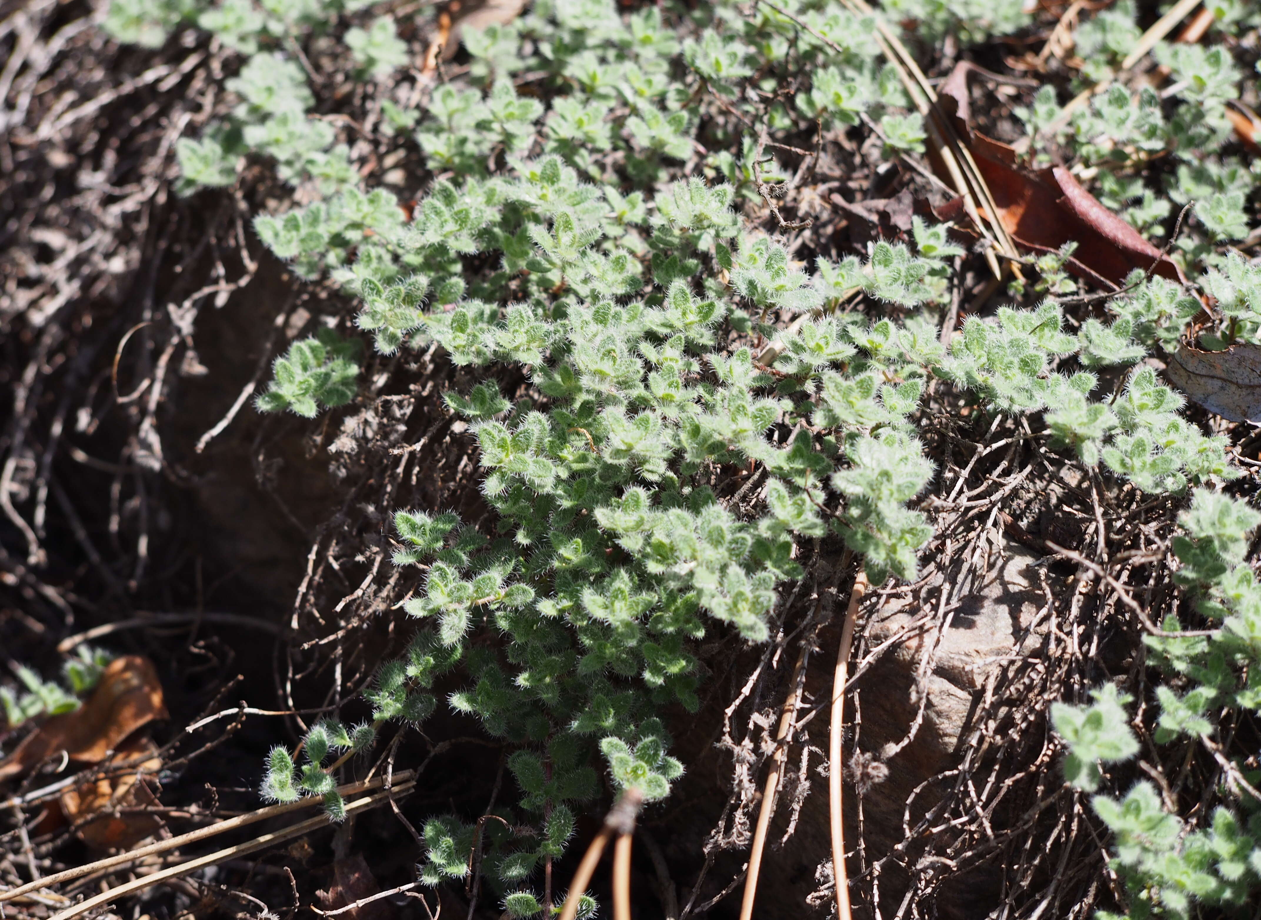 Image of creeping thyme