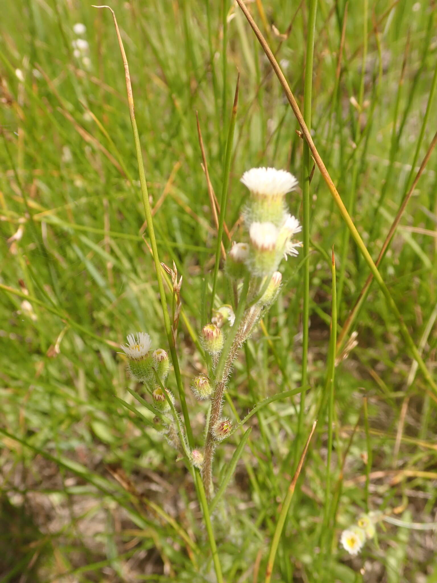 Image de Erigeron lonchophyllus Hook.