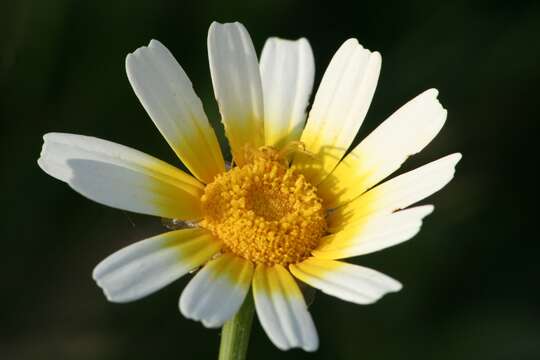 Image of Crown daisy