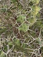 Image of Bigthorn Euphorbia