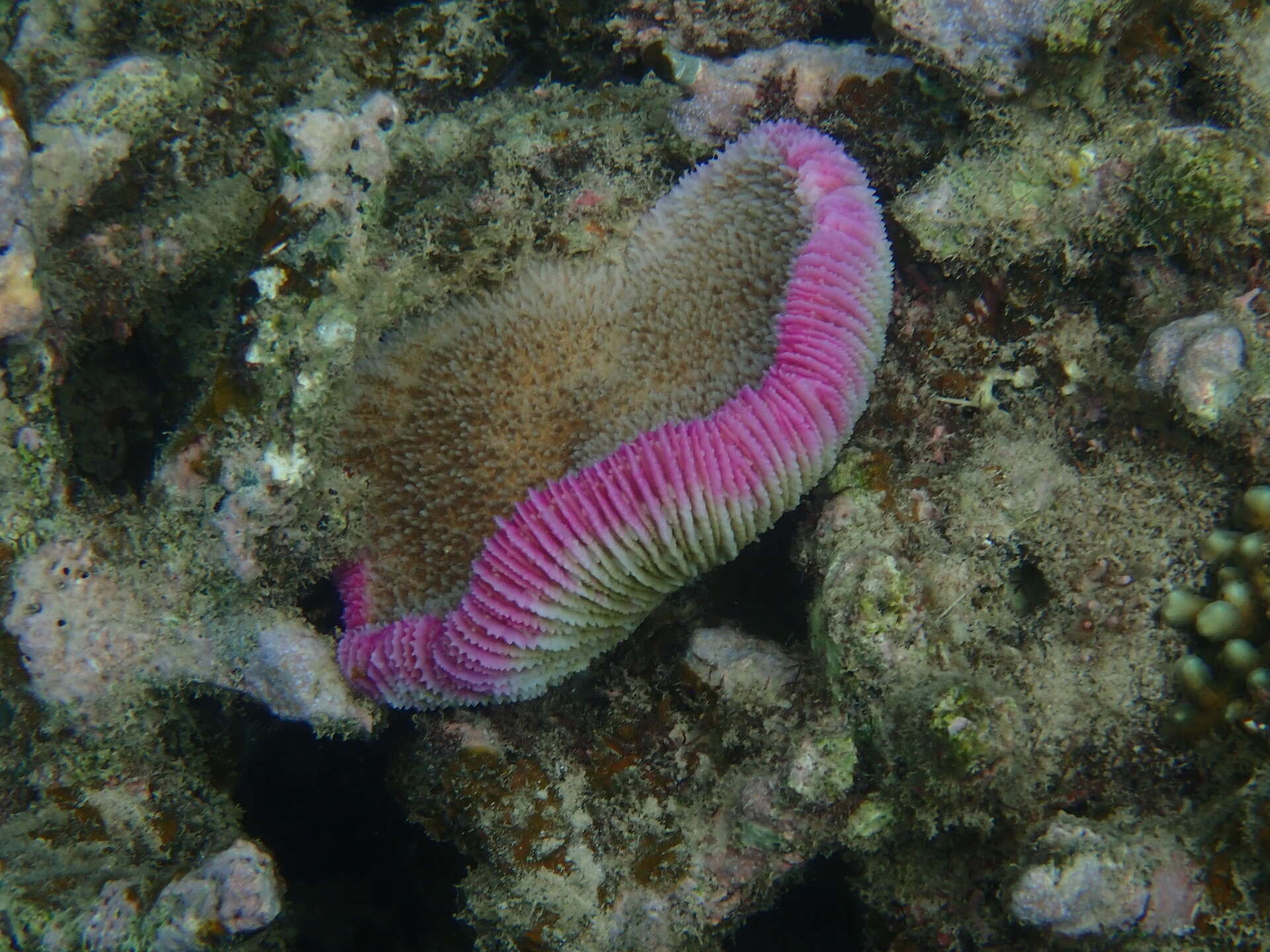 Image of Common Mushroom Coral