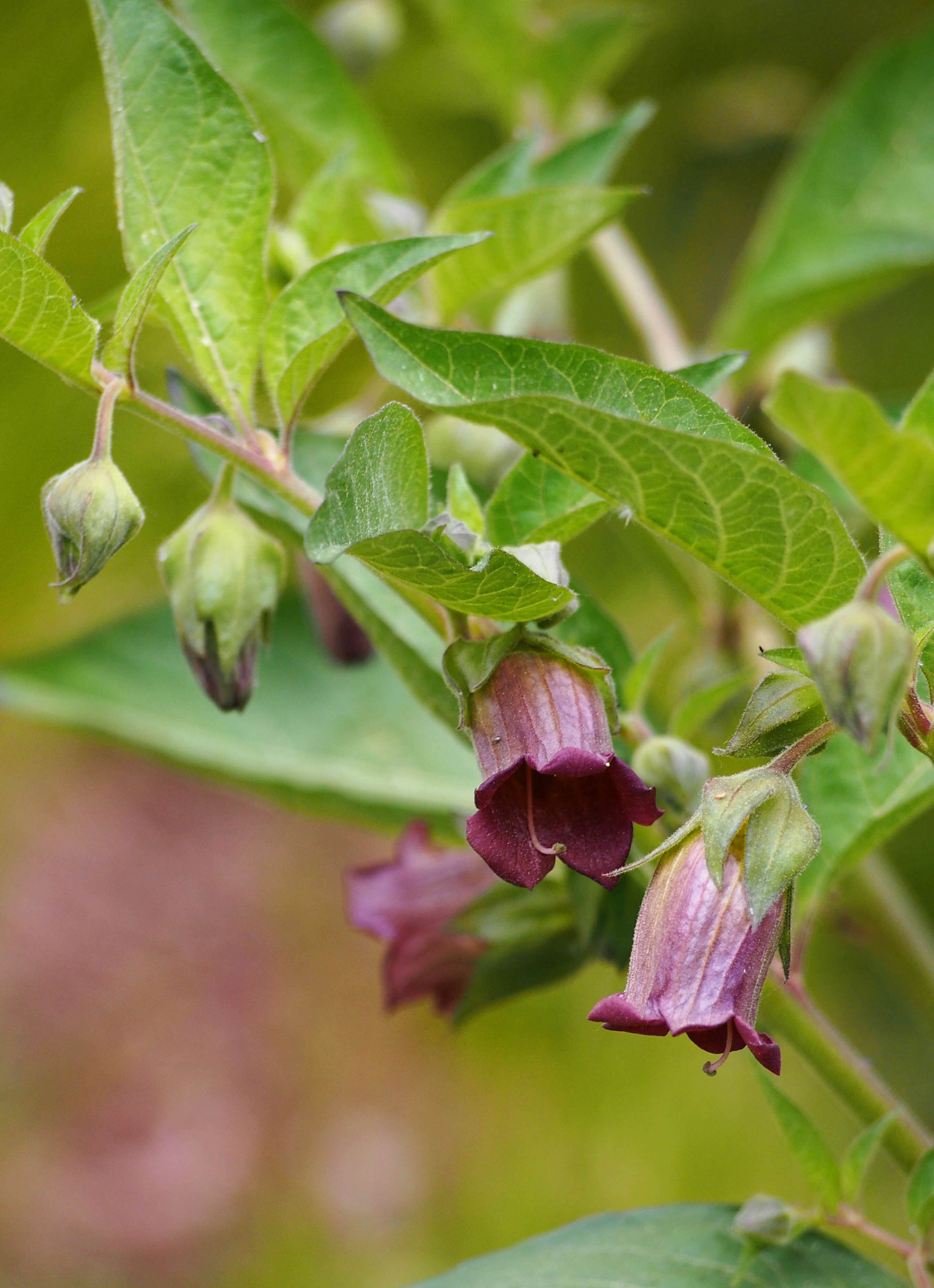 Plancia ëd Atropa belladonna L.