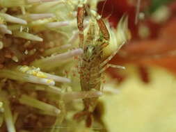 Image of hooded shrimp