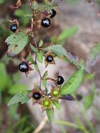 Image of Deadly Nightshade