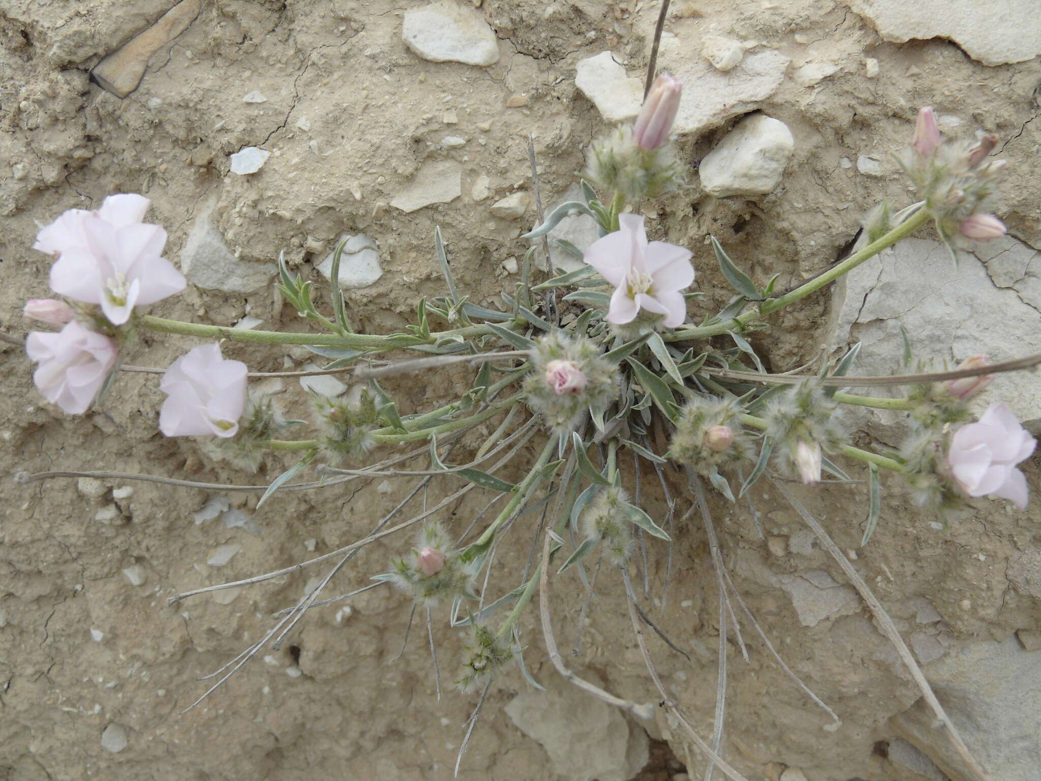 Слика од Convolvulus calvertii subsp. ruprechtii (Boiss.) J. R. I. Wood & Scotland