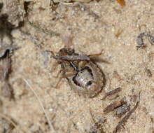 Image of Sciocoris cursitans (Fabricius 1794)