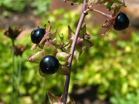 Image of Deadly Nightshade