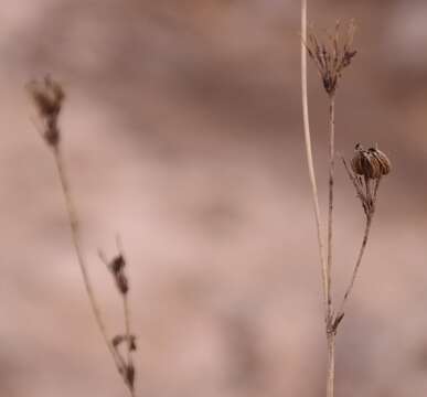 Image of Annesorhiza lateriflora