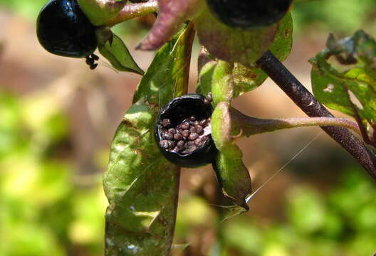 Image of Deadly Nightshade