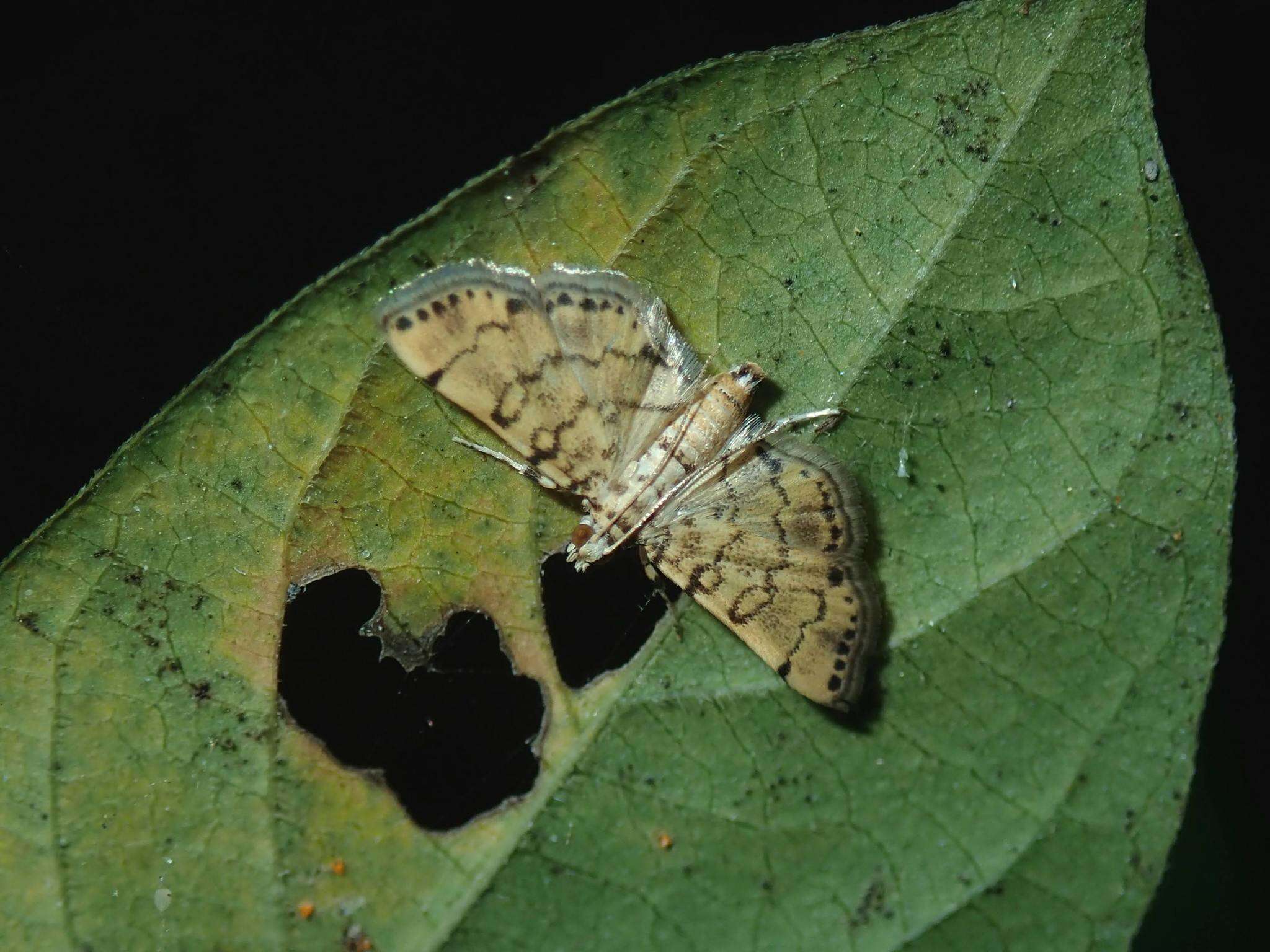 Image of Lamprosema tampiusalis Walker 1859