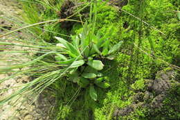 Delosperma carolinense N. E. Br. resmi