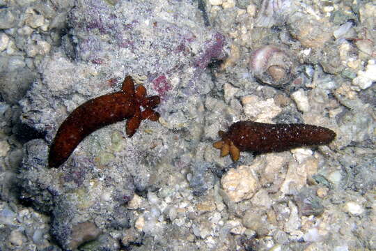 Image de Echinaster luzonicus (Gray 1840)