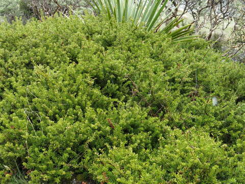 صورة Podocarpus nivalis Hook.