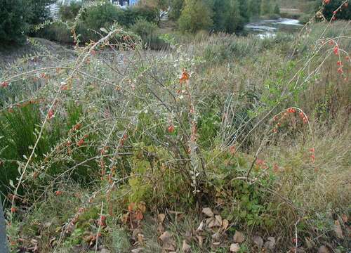 Image of matrimony vine