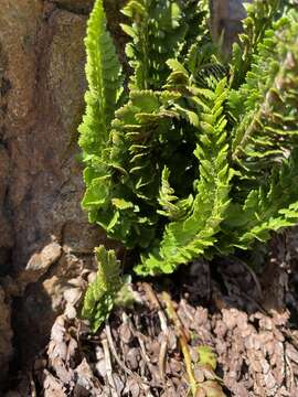 Image of Kruckeberg's hollyfern