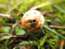 Image of Tulostoma brumale Pers. 1794