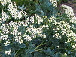 Image of sea kale