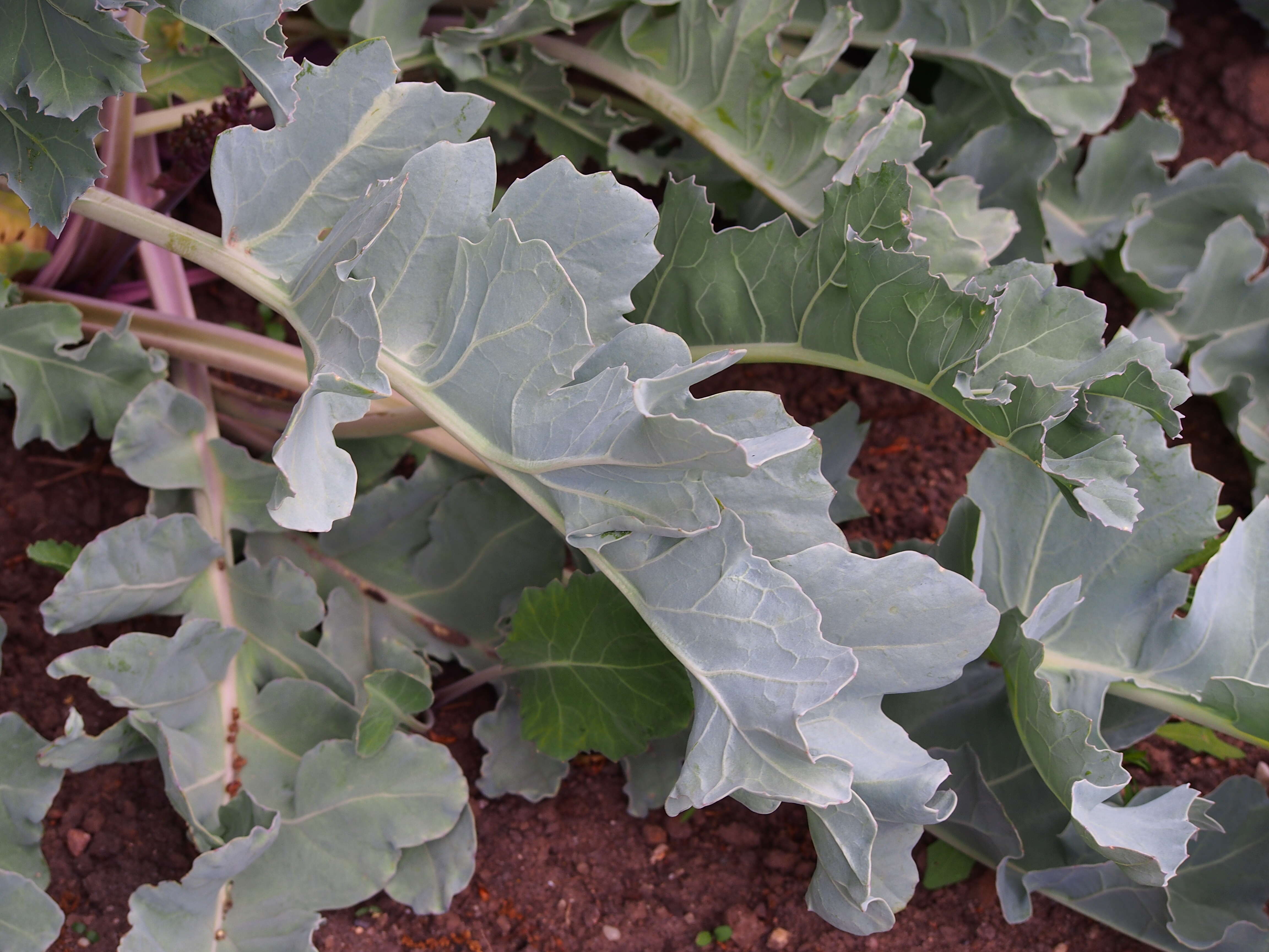 Image of sea kale