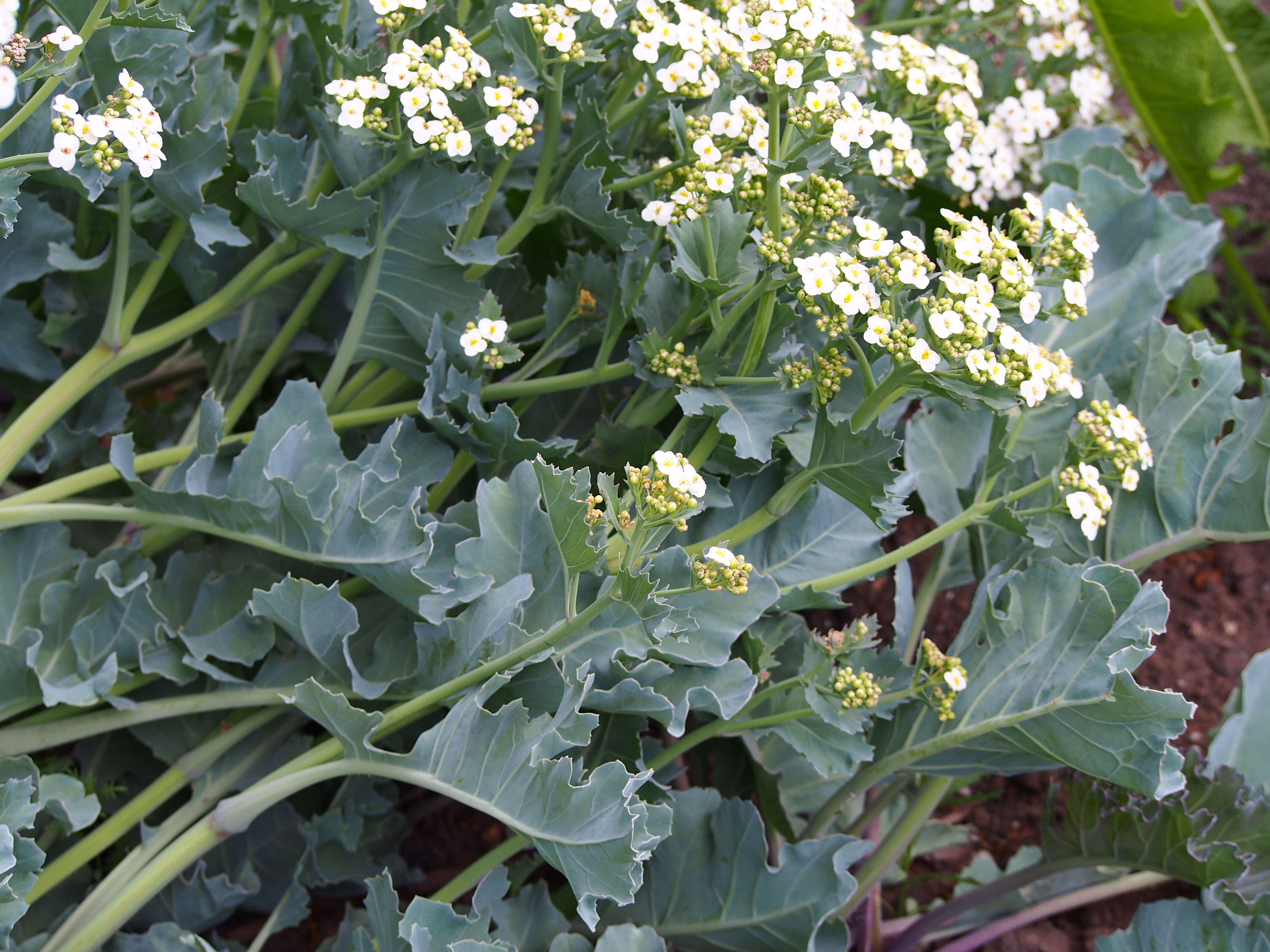 Image of sea kale