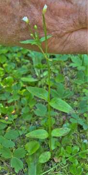 Image of White-Flower Willowherb