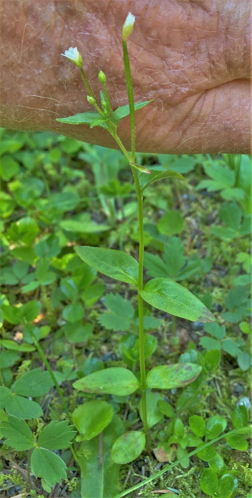 Imagem de Epilobium lactiflorum Hausskn.