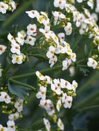 Image of sea kale