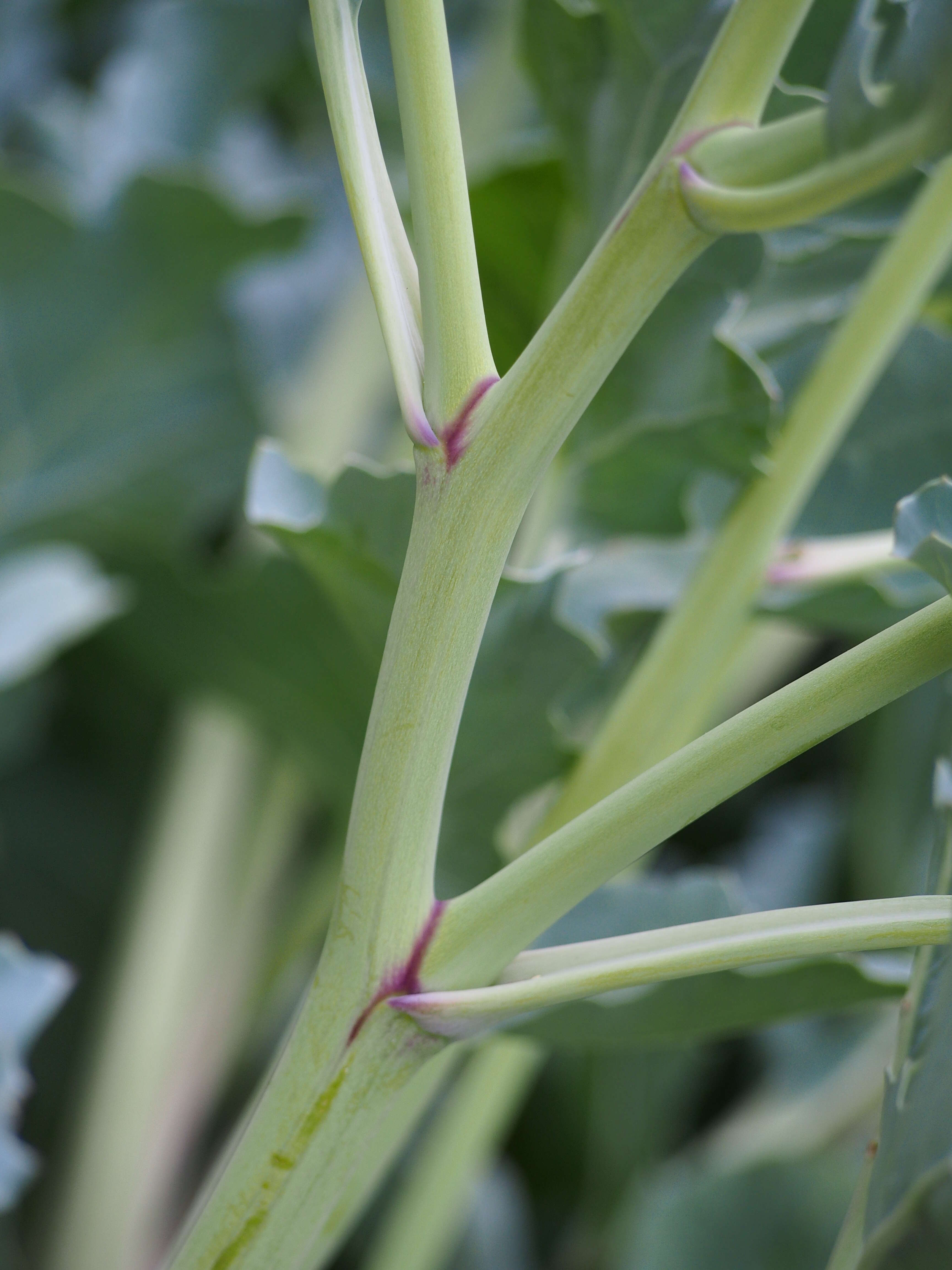 Image of sea kale