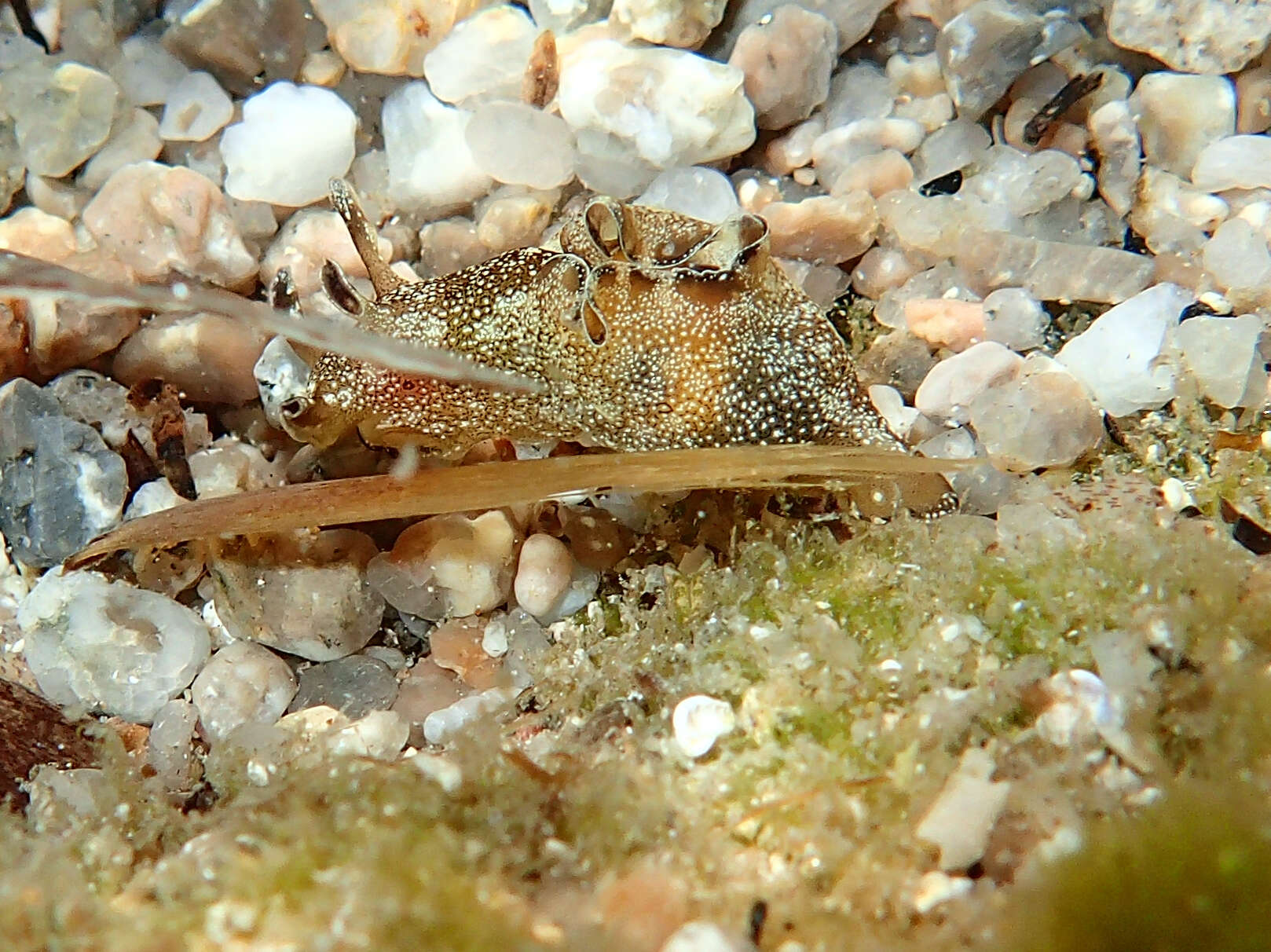 Aplysia punctata (Cuvier 1803) resmi