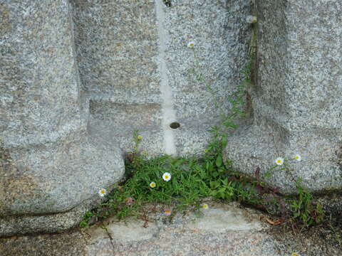 Слика од Erigeron karvinskianus DC.